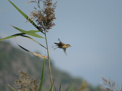 Cisticola juncidis