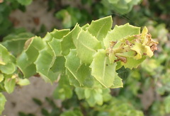 Morella cordifolia