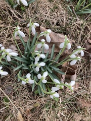 Galanthus nivalis