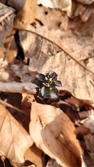 Obolaria virginica