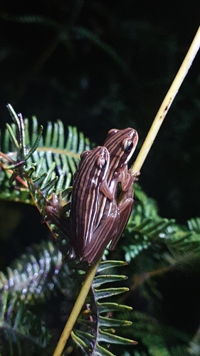 Cerrado Tree Frog, Boana buriti