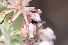 Derandrena