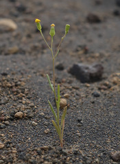 Senecio massaicus