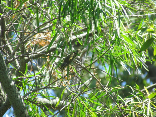 Chivi Vireo (Vireo chivi), photo 7