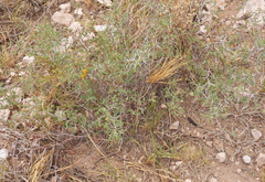 Prosopis strombulifera