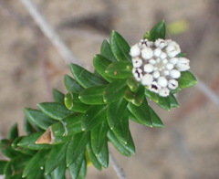 Phylica litoralis