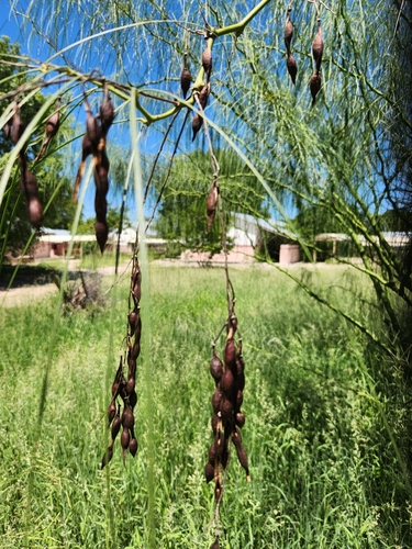 Mexican palo verde