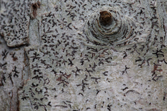 Phaeographis dendritica