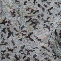 Phaeographis dendritica