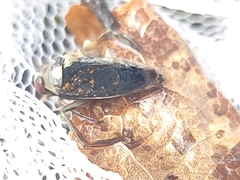 Notonecta irrorata