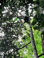 Alouatta