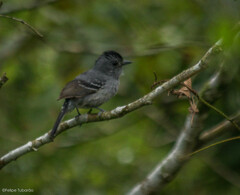 Thamnophilus caerulescens
