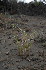 Senecio massaicus