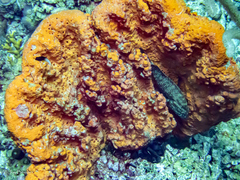 Cephalopholis cruentata