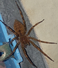 Heteropoda variegata