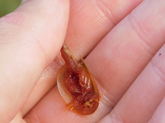 Triops longicaudatus