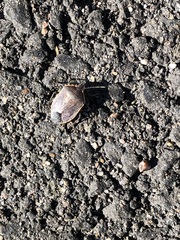 Chlorochroa