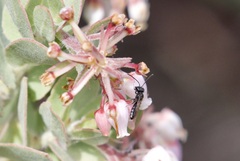 Derandrena