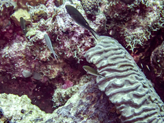 Azurina multilineata