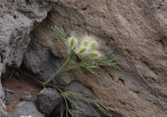 Ammodaucus leucotrichus nanocarpus