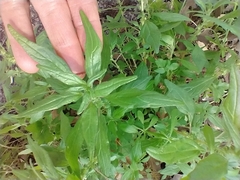 Parietaria pensylvanica