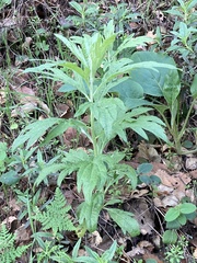 Artemisia douglasiana