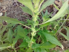 Parietaria pensylvanica