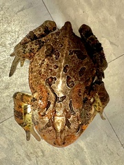 Anaxyrus terrestris