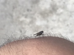 Musca domestica