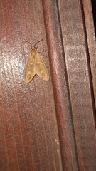Dysauxes famula