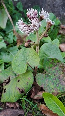 Petasites pyrenaicus