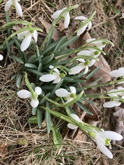 Galanthus nivalis
