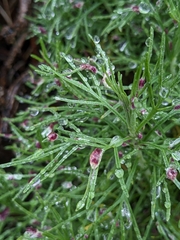 Aceria paracalifornica