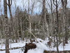 Acer pensylvanicum