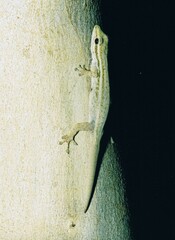 Lygodactylus capensis