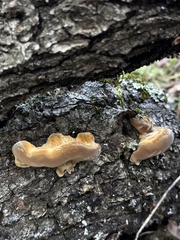 Fuscoporia