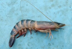 Rimapenaeus byrdi