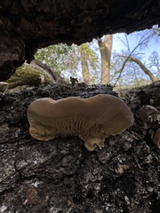 Fuscoporia
