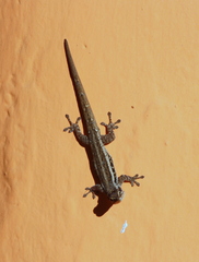 Lygodactylus grotei