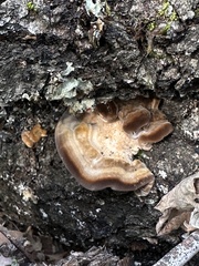 Fuscoporia
