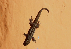 Lygodactylus grotei