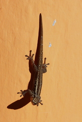 Lygodactylus grotei