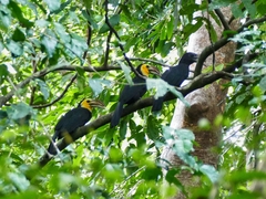 Rhabdotorrhinus exarhatus