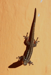 Lygodactylus grotei