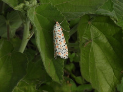 Utetheisa pulchella