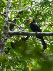 Rhabdotorrhinus exarhatus