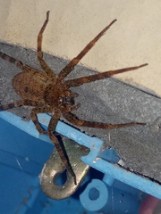 Heteropoda variegata