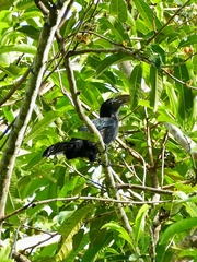 Rhabdotorrhinus exarhatus