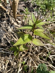 Asclepias perennis