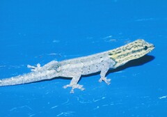 Lygodactylus picturatus